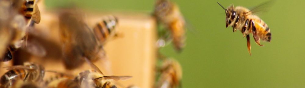 Lily's Bees